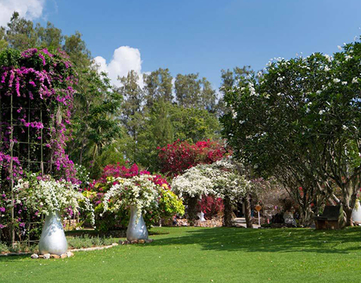 Lobby Lawn